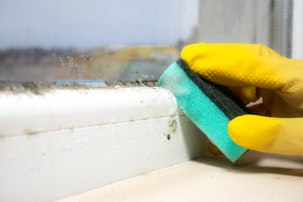 Best Commercial Mold Remediation in Leakesville, MS