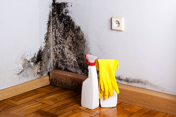 Best Mold Testing and Inspection Services in Leakesville, MS