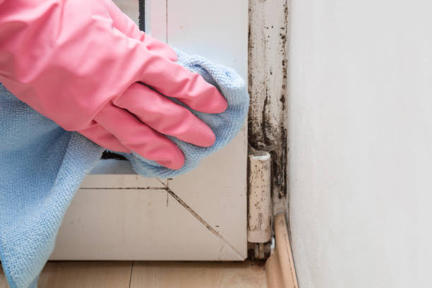 Best Kitchen Mold Remediation in Leakesville, MS